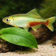 Rathbun's Bloodfin — close view showing fin and scale detail — representative image - view 4