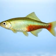 Rathbun's Bloodfin — side profile on a plain background — representative image - view 3