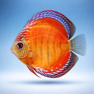 Red Alenquer Discus (Symphysodon spp.) - side profile — representative image - view 3