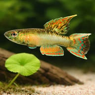 Red Aphyosemion (Aphyosemion bivittatum) scale and plant aquarium visual — representative image - view 4