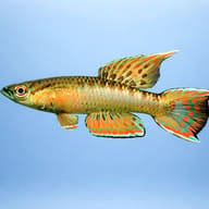 Red Aphyosemion (Aphyosemion bivittatum) side profile aquarium visual — representative image - view 3