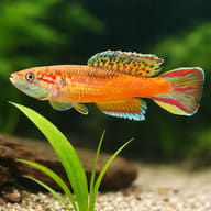 Red Aphyosemion, Golden Phe (Roloffia occidentalis) — close view showing fin and scale detail — representative image - view 4