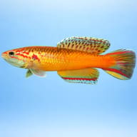 Red Aphyosemion, Golden Phe (Roloffia occidentalis) — side profile on a plain background — representative image - view 3