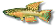 Red Aphyosemion, Aphyosemion bivittatum - view 5