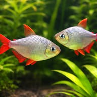 Illustration showing two Red-Blue Colombian Tetras facing each other among plants, both with silver bodies and red fins. - view 2