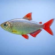 Red-Blue Colombian Tetra in side profile on a plain pale blue background, showing its silver body and red fins. - view 3