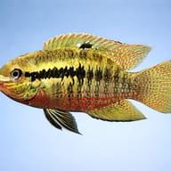 Red Breasted Cichlid, Green — side profile on a plain background — representative image - view 3