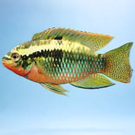 Red Breasted Cichlid, Red — side profile on a plain background — representative image - view 3