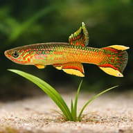Red-Chinned Aphyosemion (Aphyosemion calliurum) scale and plant aquarium visual — representative image - view 4