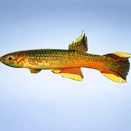 Red-Chinned Aphyosemion (Aphyosemion calliurum) side profile aquarium visual — representative image - view 3