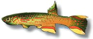 Red-Chinned Aphyosemion, Aphyosemion calliurum - view 5