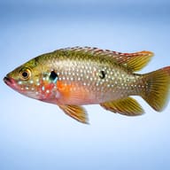Left-facing Red Jewel Cichlid with blue-white spots and two dark flank blotches - view 3