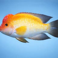 Red Devil Midas Cichlid (Amphilophus citrinellus) - side profile — representative image - view 3