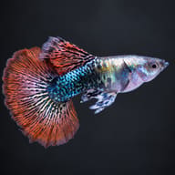 Male Red Dragon Halfmoon guppy on a dark background, showing the dragon-scale body and red halfmoon tail - view 2