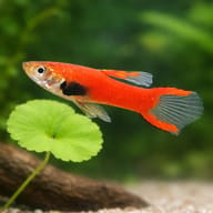 Red Dwarf — Endler Guppies UK — close view showing fin and scale detail — representative image - view 4