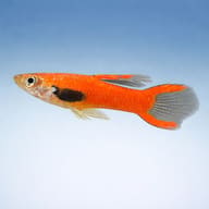 Red Dwarf — Endler Guppies UK — side profile on a plain background — representative image - view 3