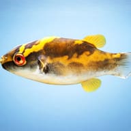Red-Eye Puffer — side profile on a plain background — representative image - view 3