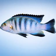 Red Fin Cichlid XL side profile - view 3
