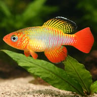 Red-Finned Notho (Nothobranchius rubripinnis) size reference beside aquarium plants — representative image - view 4