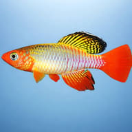 Red-Finned Notho (Nothobranchius rubripinnis) side profile showing red caudal fin and blue-green body — representative image - view 3