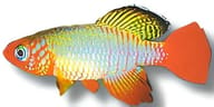 Red-Finned Notho, Nothobranchius rubripinnis - view 5