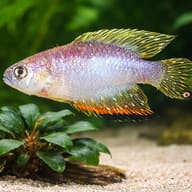 Red-Finned Pearl Killifish size reference beside aquarium plants — representative image - view 4