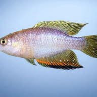 Red-Finned Pearl Killifish side profile showing pearly body and red-orange fins — representative image - view 3