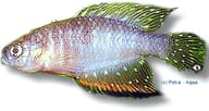 Red-Finned Pearl Killifish, Hypsolebias antenori - view 5