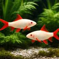 Albino Rainbow Shark (Epalzeorhynchos frenatum) in a planted freshwater aquarium — representative image - view 2
