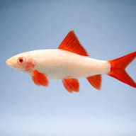 Side view of an Albino Rainbow Shark (Epalzeorhynchos frenatum) showing red fins — representative image - view 3