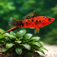 Berlin Swordtail beside aquarium plants; scale, pattern and sex are representative - view 4