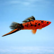 Side-view Berlin Swordtail; red-black pattern, body shape and sword length vary - view 3