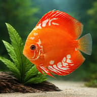 Red Marlboro Discus (Symphysodon aequifasciatus) domestic Symphysodon strain in a warm planted aquarium - view 4