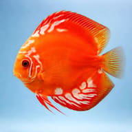 Red Marlboro Discus (Symphysodon aequifasciatus) domestic Symphysodon strain in a warm planted aquarium - view 3