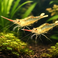 Red Nose Pinockio — pair in a planted aquarium — representative image - view 2