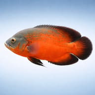 Red Oscar Astronotus ocellatus side view — representative image - view 3