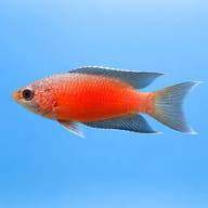 Paradise Fish Macropodus (Macropodus opercularis) — Side view of Paradise Fish with extended fins — representative image - view 3