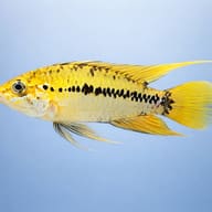 Red Point Dwarf Cichlid — side profile on a plain background — representative image - view 3