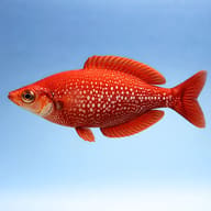 New Guinea Red Rainbowfish — Glossolepis incisus side profile — representative image - view 3