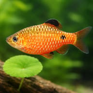 Red Rosy Barb — close view showing fin and scale detail — representative image - view 4