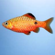 Red Rosy Barb — side profile on a plain background — representative image - view 3