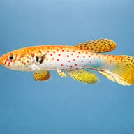 Red-Spotted Spot-Finned Killie (Rachovia pyropunctata) — side profile on a plain background — representative image - view 3