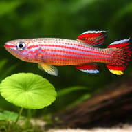 Red-Striped Killie — close view showing fin and scale detail — representative image - view 4