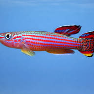 Red-Striped Killie — side profile on a plain background — representative image - view 3