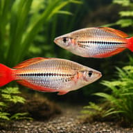 Red-Striped Splendid Rainbow — pair in a planted aquarium — representative image - view 2
