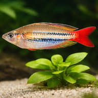 Red-Striped Splendid Rainbow — close view showing fin and scale detail — representative image - view 4