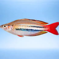 Red-Striped Splendid Rainbow — side profile on a plain background — representative image - view 3