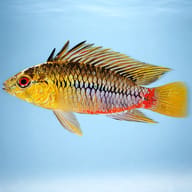 Side view of a Red stroke Dwarf Cichlid with dark scales, red underside and yellow fins - view 3