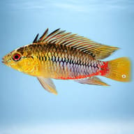 Red stroke Dwarf Cichlid — side profile on a plain background — representative image - view 3