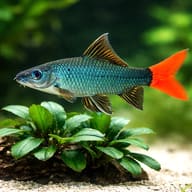Red Tail Black Shark planted-aquarium illustration; not for species identification - view 5